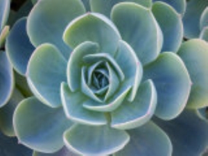 Close Up of a Succulent Plant