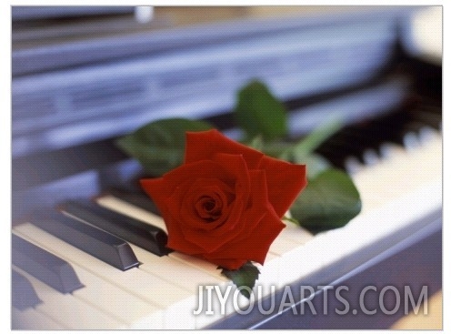 Red Rose on Piano