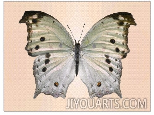 Forest mother of pearl butterfly