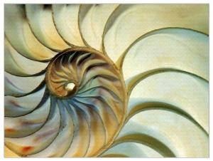 Close up of Nautilus Shell Spirals