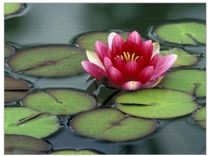 Water Lily and Pods at the Woodland Park Zoo Rose Garden, Washington, USA