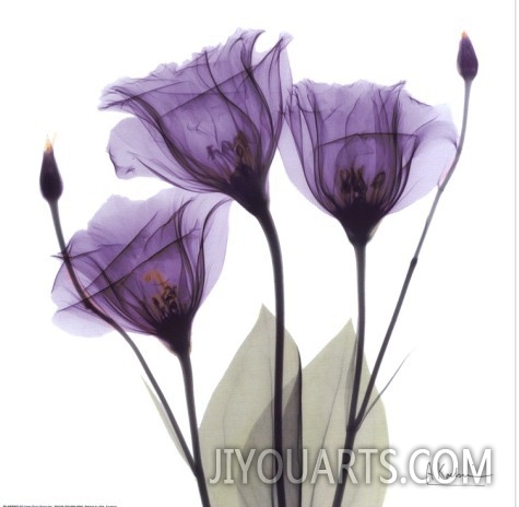 oil painting reproduction of ROYAL PURPLE GENTIAN TRIO on canvas